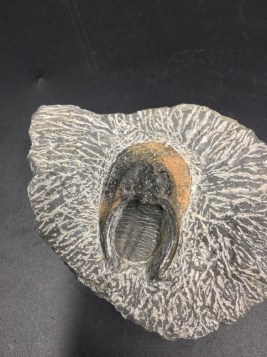 f-trilobite-cyphaspis-1-b