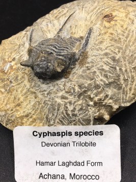 f-trilobite-cyphaspis-2-a